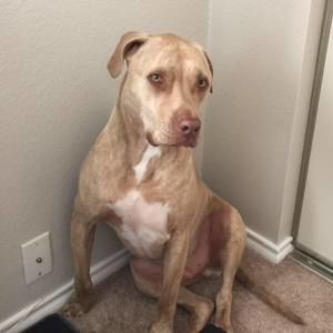 Meet your Posher, Bruno